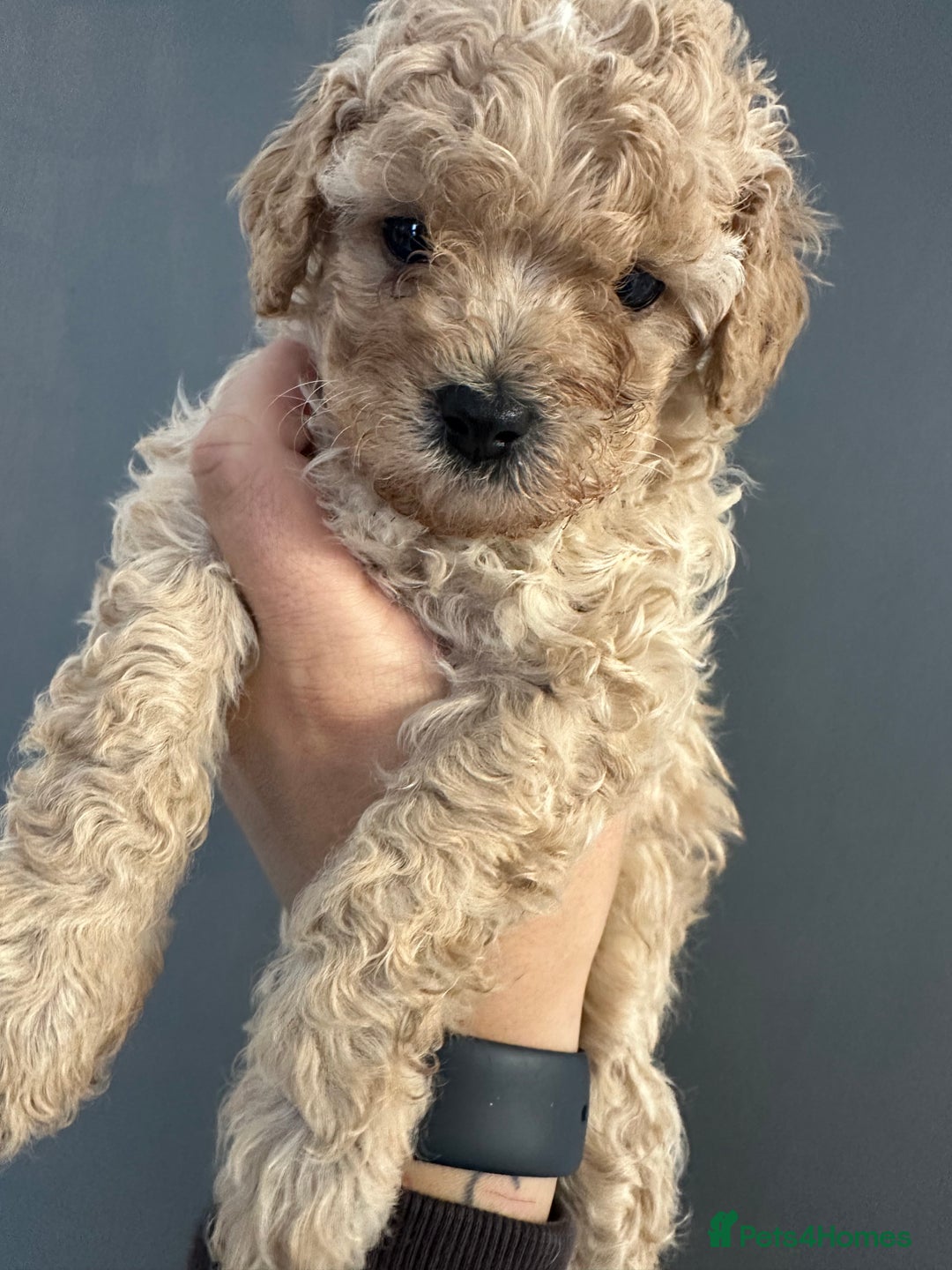 Cavapoo dogs for sale: Amazing quality litter of F1B Cavapoos  - Advert 18
