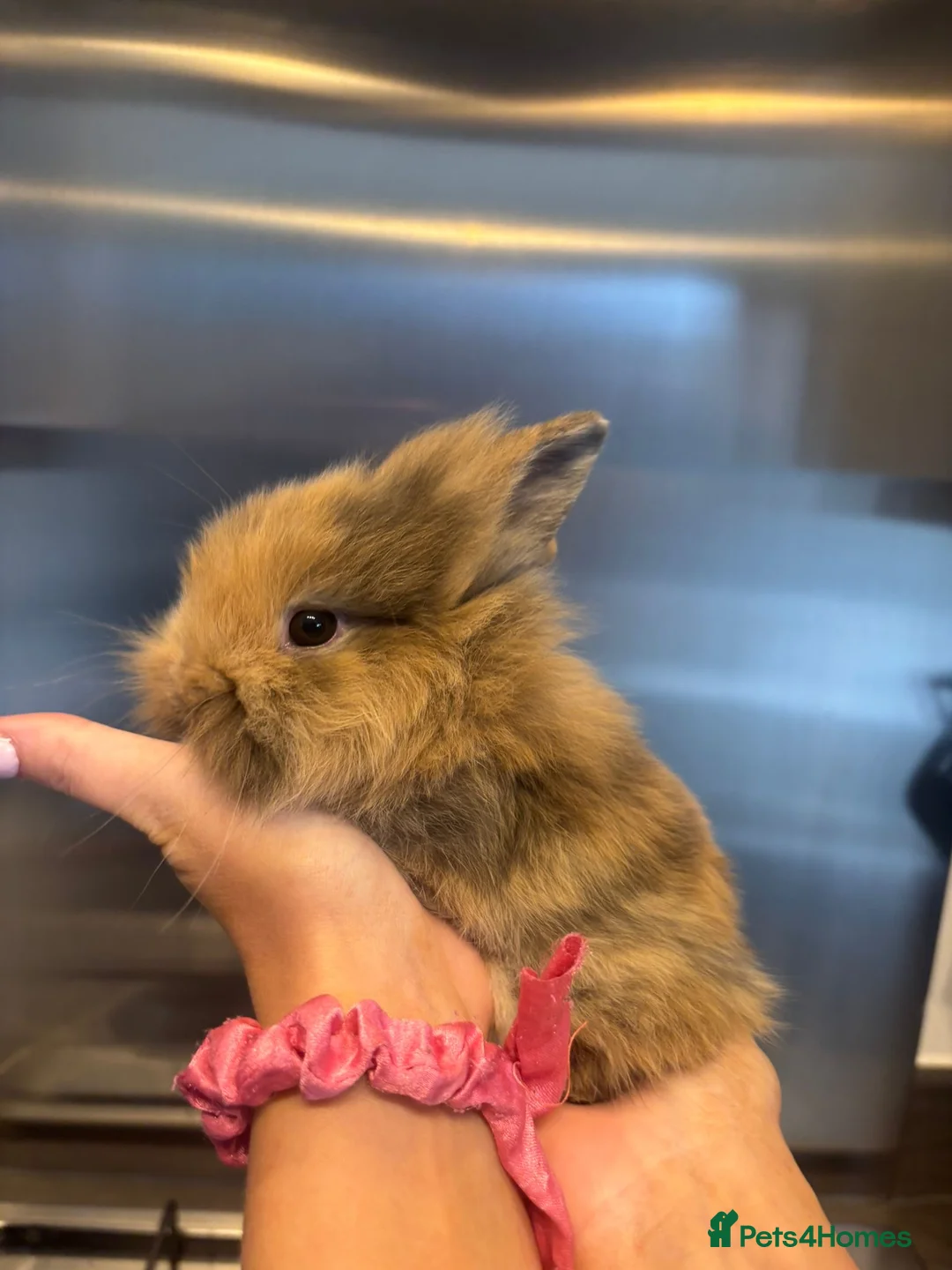 Mixed Breed rabbits for sale: Lionhead x Netherlands dwarf in Nottingham - Advert 1