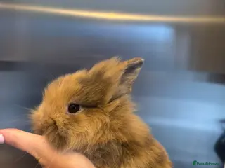 Mixed Breed rabbits Lionhead x Netherlands dwarf - Advert 2