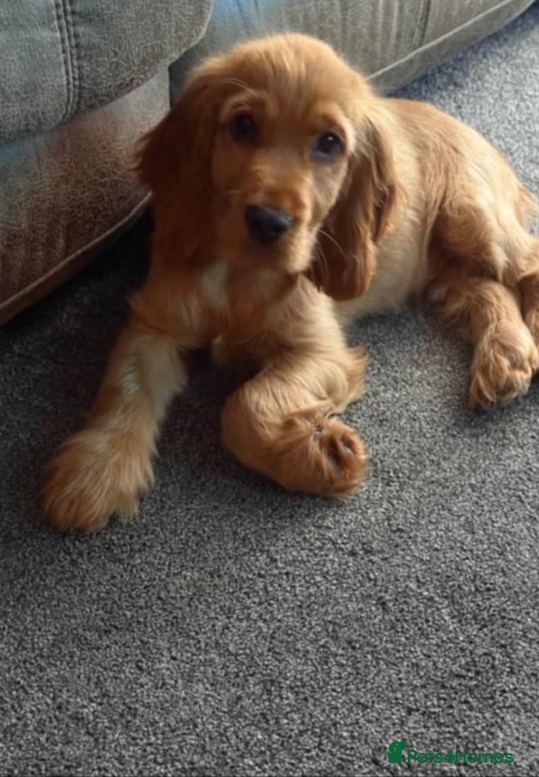 Cocker Spaniel dogs for sale: KC Golden Show Spaniels - Advert 18