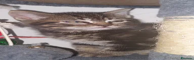 British Shorthair Kitten 3