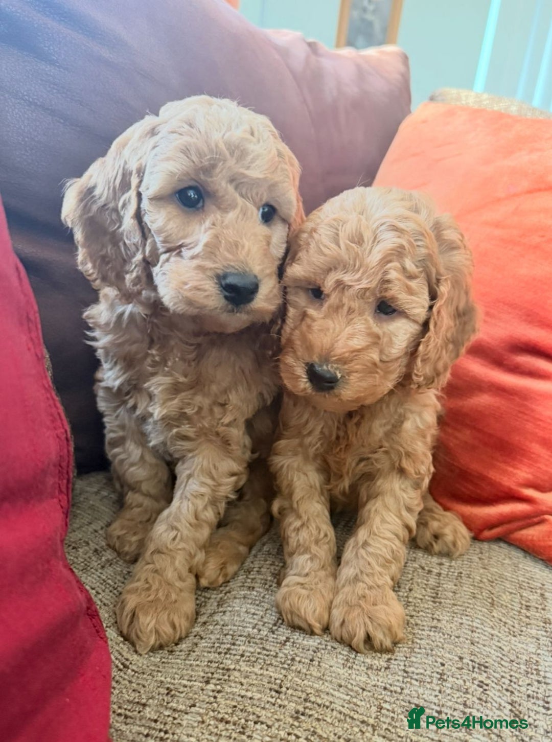 Cockapoo dogs for sale: Quality F1b Cockapoo Puppies - Advert 7