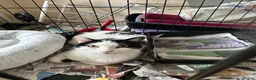 Domestic Shorthair cats for adoption: Become a Penny Paws foster homes for cats in need - Advert 9