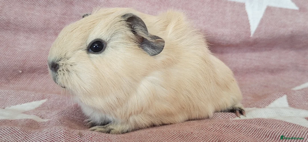 Guinea Pig rodents for sale: MEADOW SIDE CAVIES HEREFORDSHIRE  - Advert 5