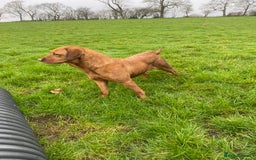 Labrador Retriever dogs for sale: Stunning ftch fox red puppies - Image 25
