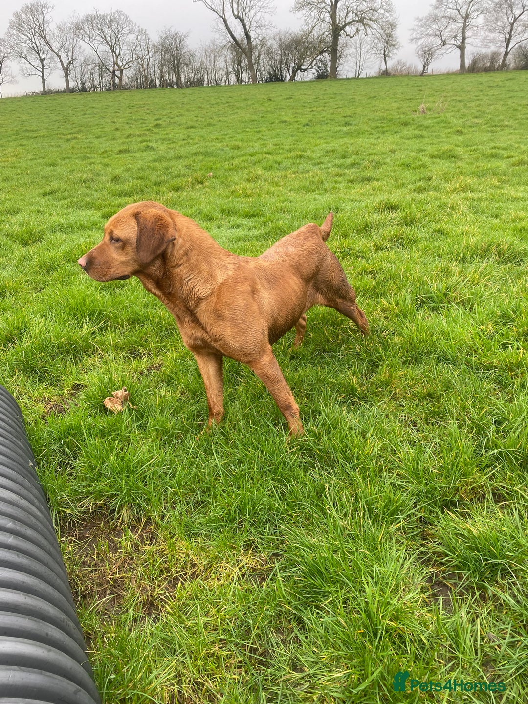 Labrador Retriever dogs for sale: Stunning ftch fox red puppies - Image 25