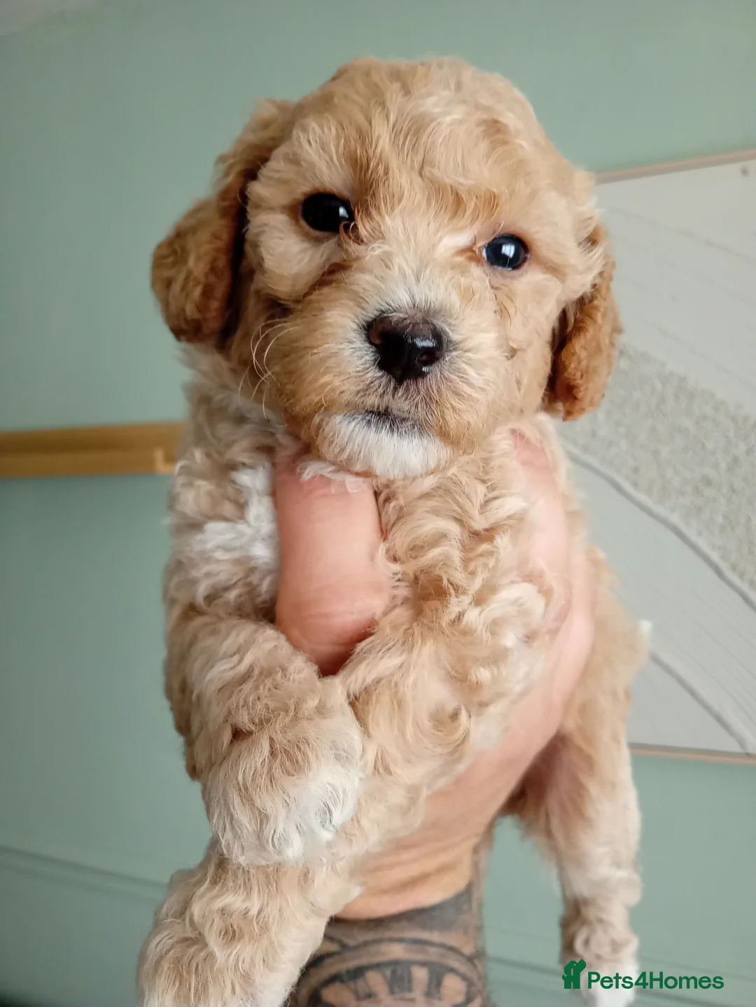 Poochon dogs for sale: F1 Poochon Puppies READY TO LEAVE *reduced* - Advert 36