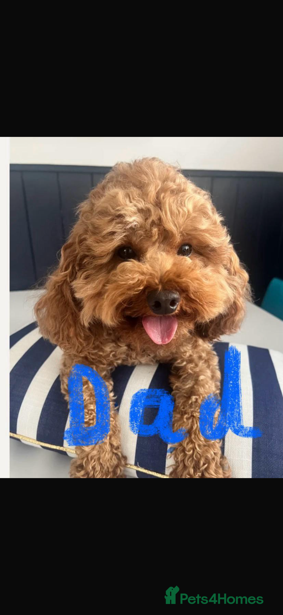 Cavapoo dogs for sale: Cavapoo girl puppies ready now.  - Advert 2