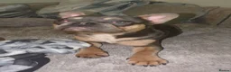 French Bulldog dogs for sale: Frenchie male Reggie 8 months old in Sheffield - Advert 4
