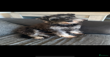 Miniature Schnauzer dogs Miniature Schnauzers for sale! - Advert 1