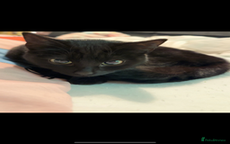 British Shorthair cats for sale: 2 beautiful female british shorthair  - Image 3