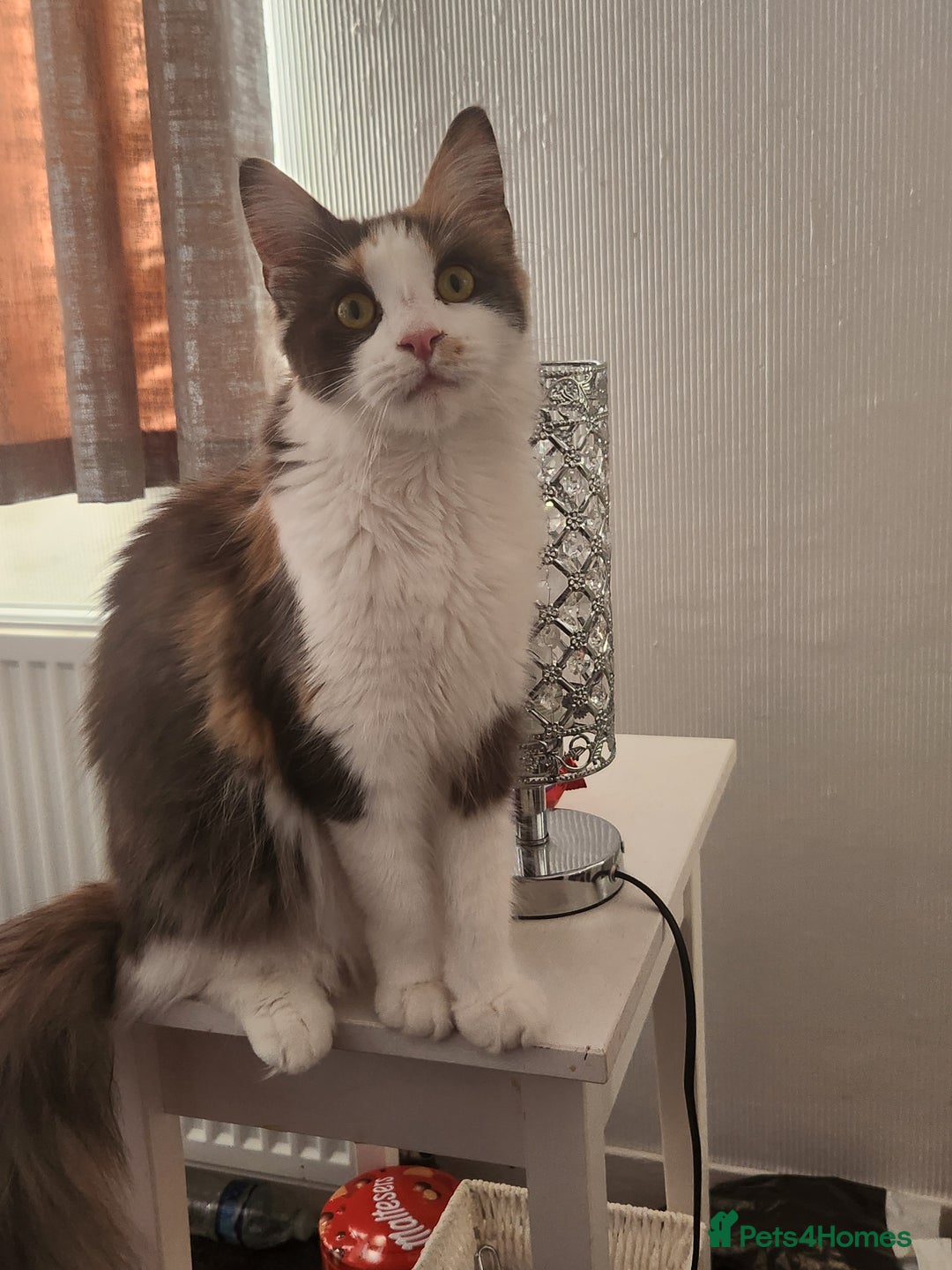 Maine Coon cats for sale: Beautiful Purebred maine coon kittens - Advert 8