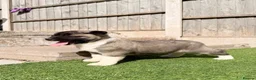 Akita dogs for sale: American Akita puppy’s for sale - Advert 25