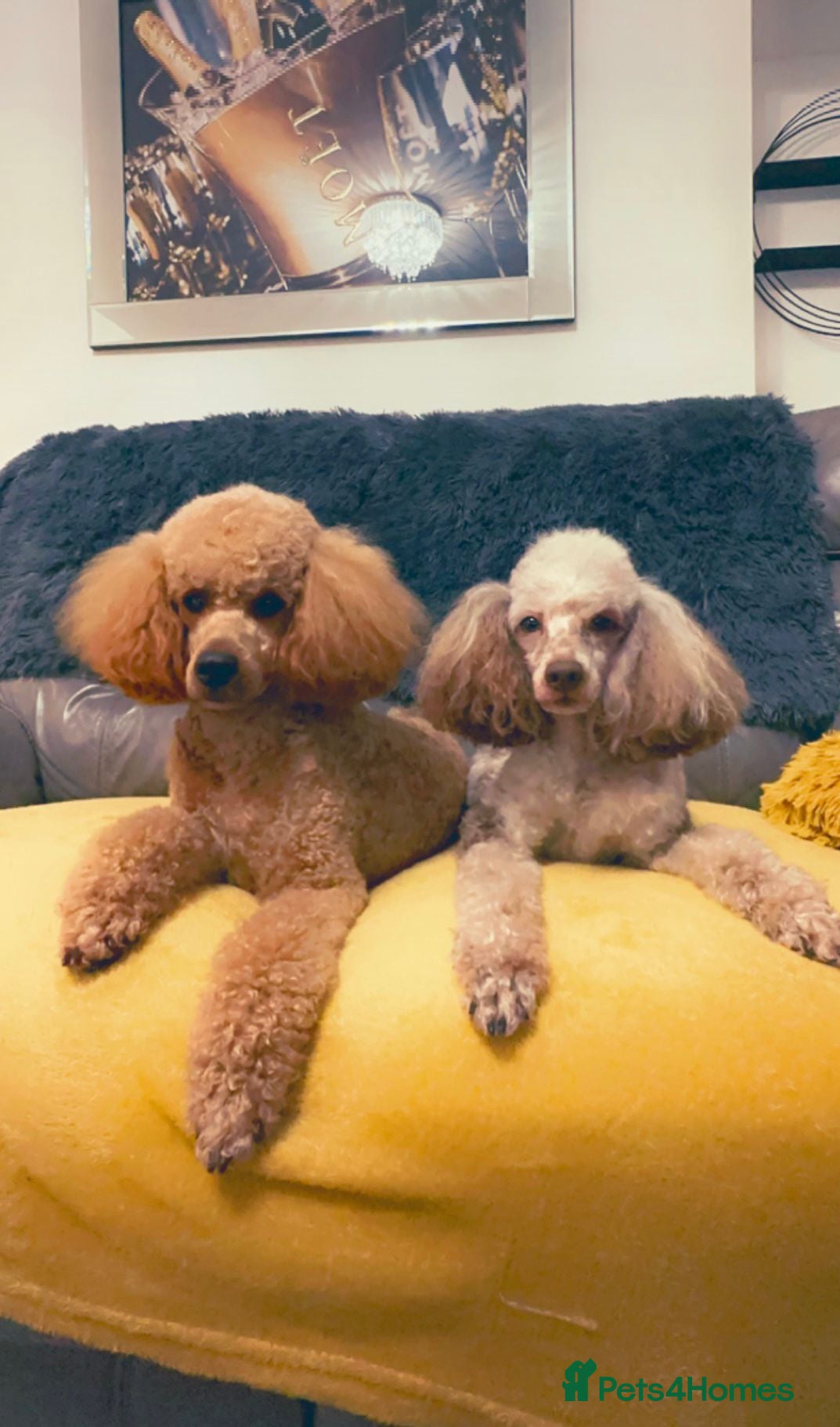 Miniature Poodle dogs Miniature Poodle ( Chocolate Merle)  in Swansea - Advert 14