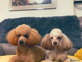 Miniature Poodle dogs Miniature Poodle ( Chocolate Merle) in Swansea - Advert 1