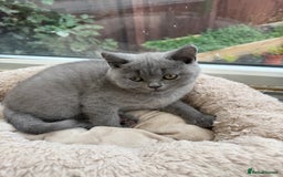 British Shorthair cats for sale: Rare Coloured British Shorthair kittens - Image 12