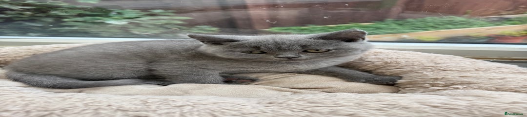 British Shorthair Kitten 1