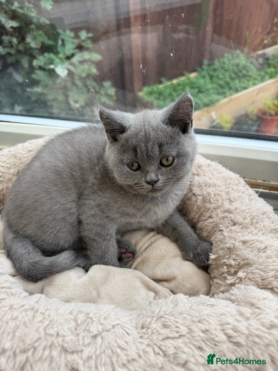 British Shorthair cats for sale: Rare Coloured British Shorthair kittens - Image 12