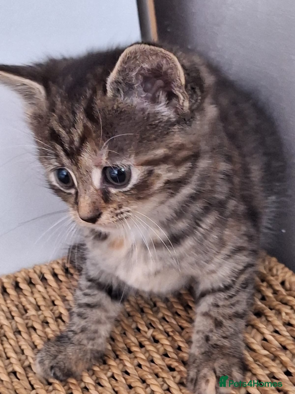 Mixed Breed cats Beautiful 😻 kittens ready for a new family  - Advert 5