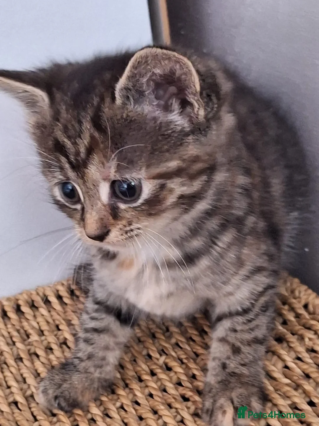 Mixed Breed cats for sale: Beautiful 😻 kittens ready for a new family  - Advert 2