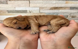 Cockapoo dogs for sale: Beautiful F1 Cockapoo Puppies  - Image 7