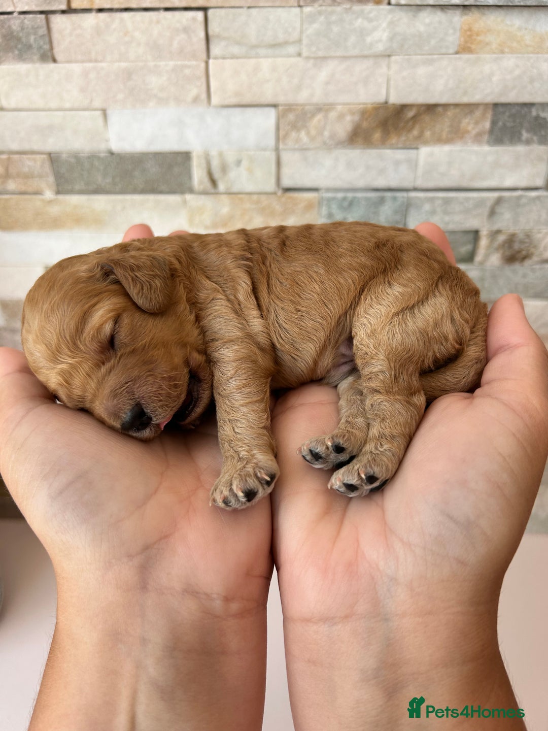 Cockapoo dogs for sale: Beautiful F1 Cockapoo Puppies  - Image 7