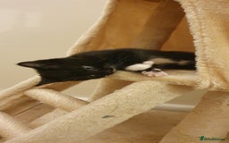 Mixed Breed cats for sale: Beautiful Playful Tuxedo Kitten - Image 2