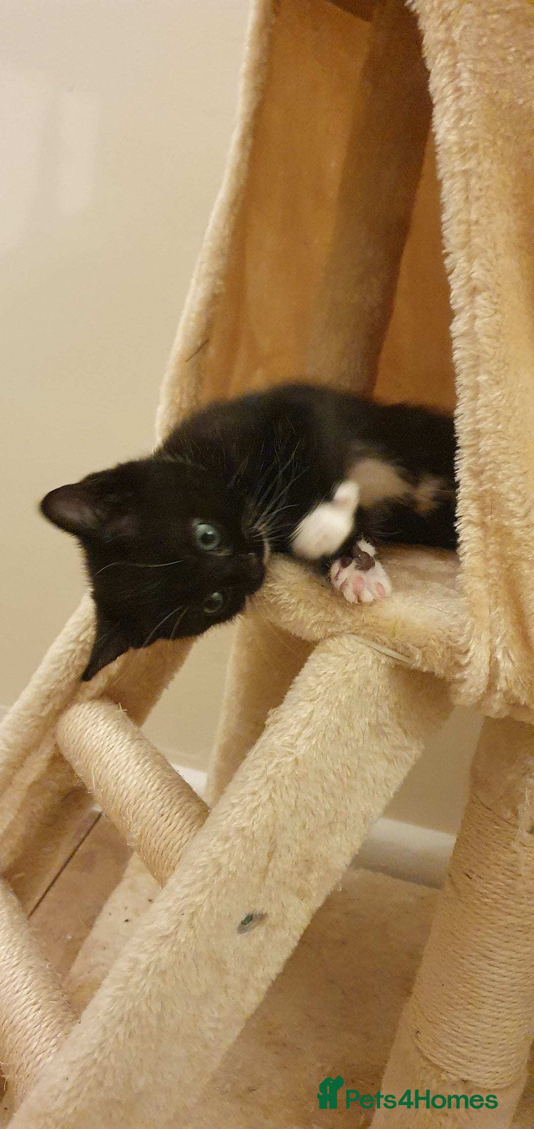 Mixed Breed cats for sale: Beautiful Playful Tuxedo Kitten - Image 2
