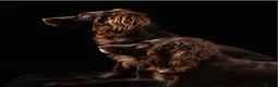 Cocker Spaniel dogs for stud: KC Registered working cocker spaniel for stud  in Halstead - Advert 4
