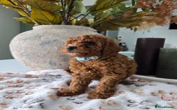 Toy Poodle dogs for sale: Kc reg deep red toy poodle council licensed  - Image 27