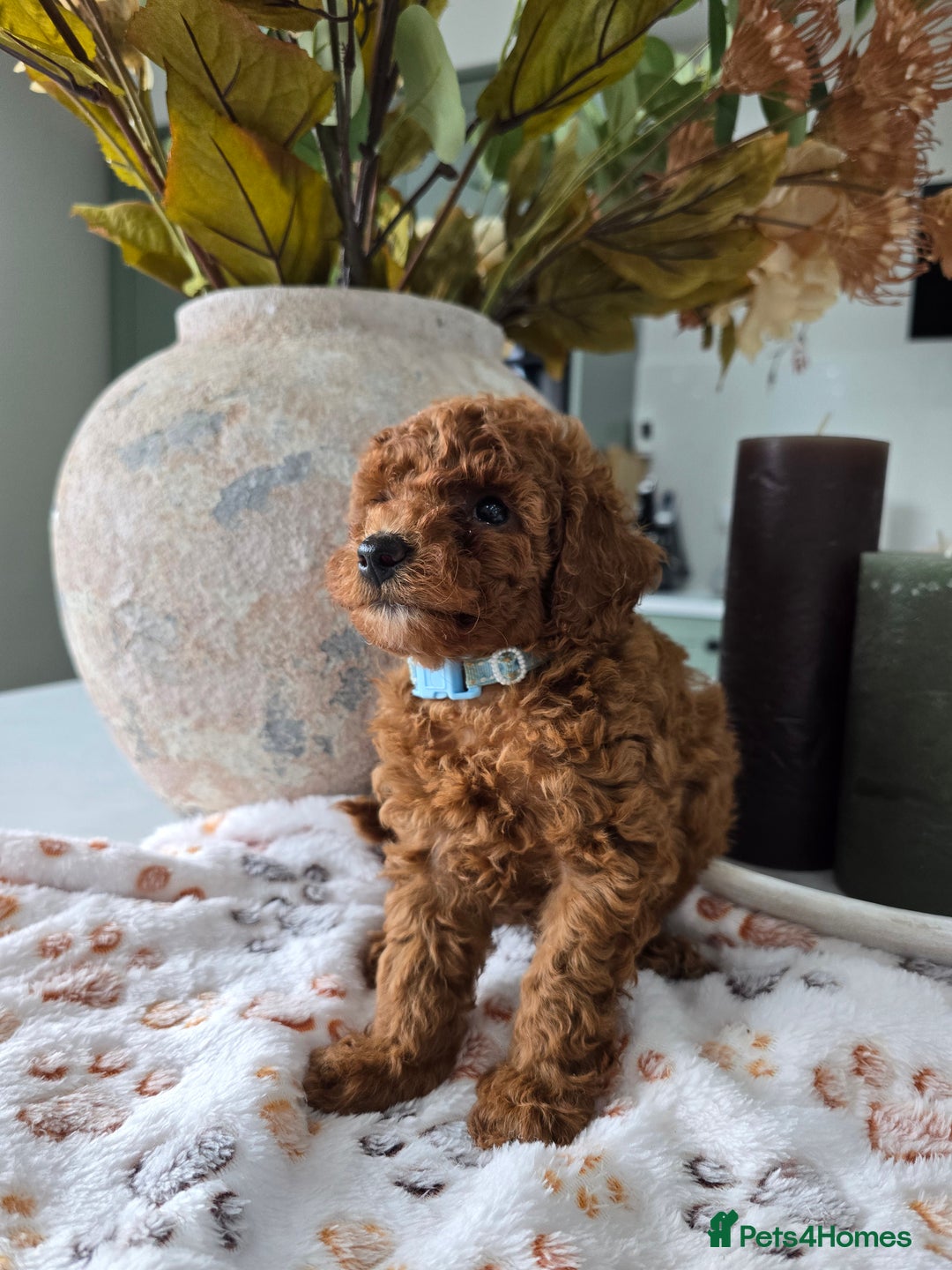 Toy Poodle dogs for sale: Kc reg deep red toy poodle council licensed  - Image 27