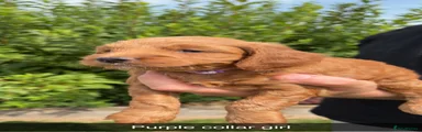 Cockapoo 3