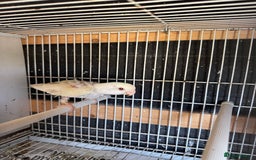 Parakeets birds for sale: Rosella and Lovebird for sale - Image 5