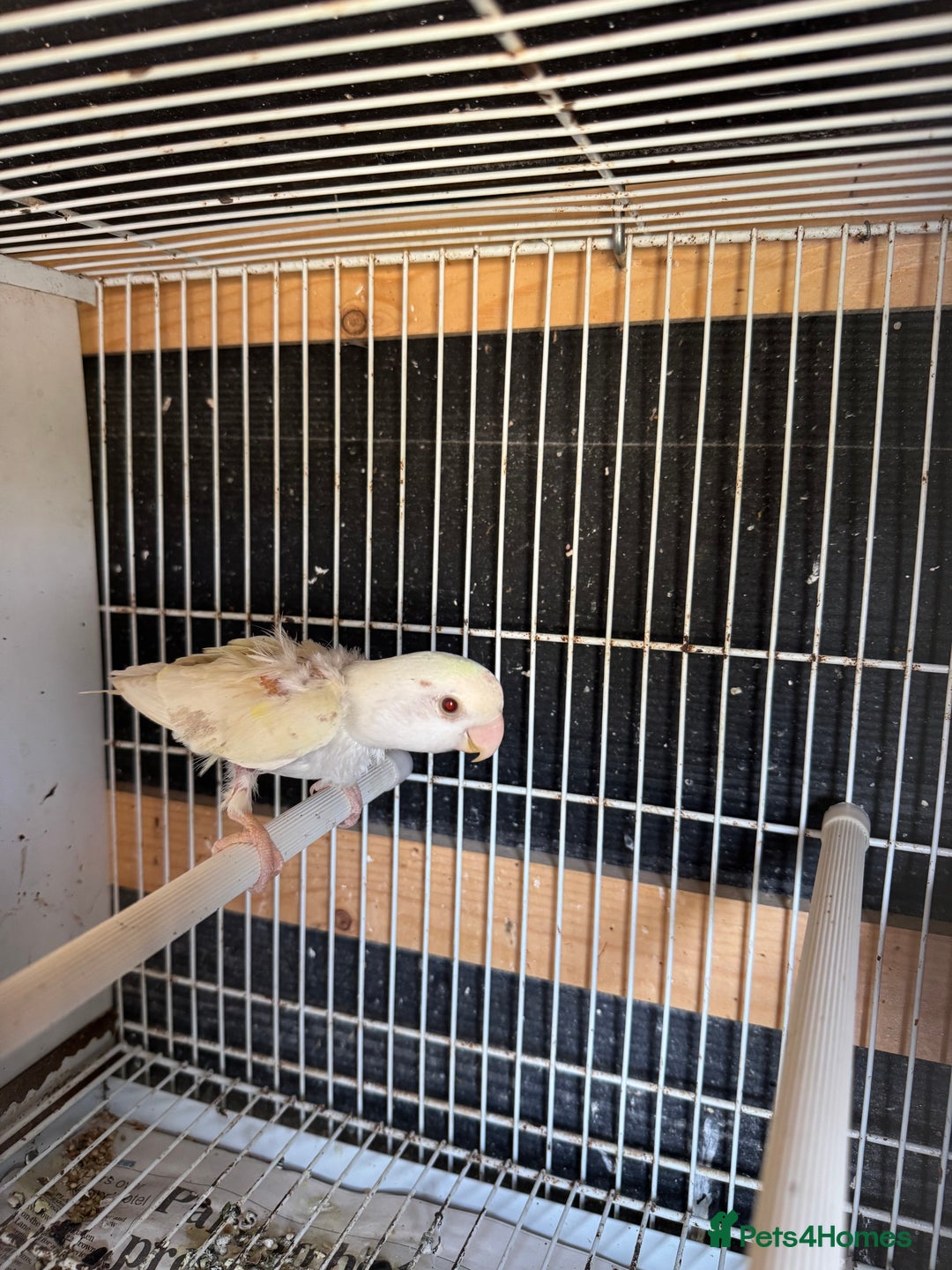 Parakeets birds for sale: Rosella and Lovebird for sale - Image 5