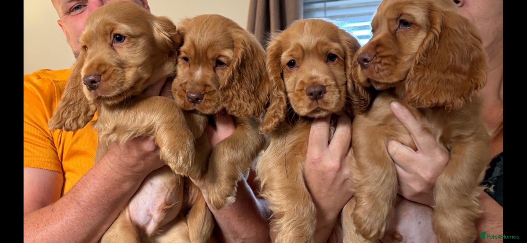 Cocker Spaniel dogs REDUCED !! 4boys left   show cockers - Advert 2
