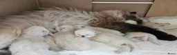 Persian cats for sale: Stunning Persian Kittens  - Advert 15