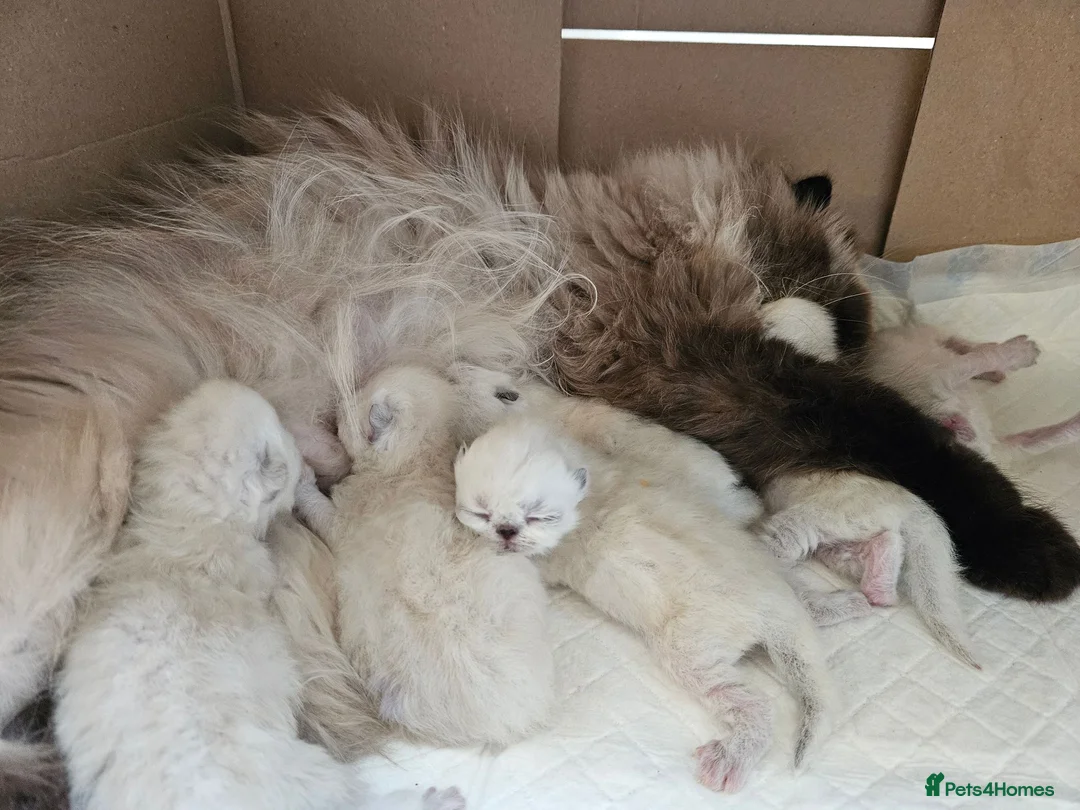 Persian cats for sale: Stunning Persian Kittens  - Advert 15