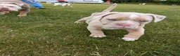Olde English Bulldogge dogs for sale: olde English bulldogge girls - Advert 9