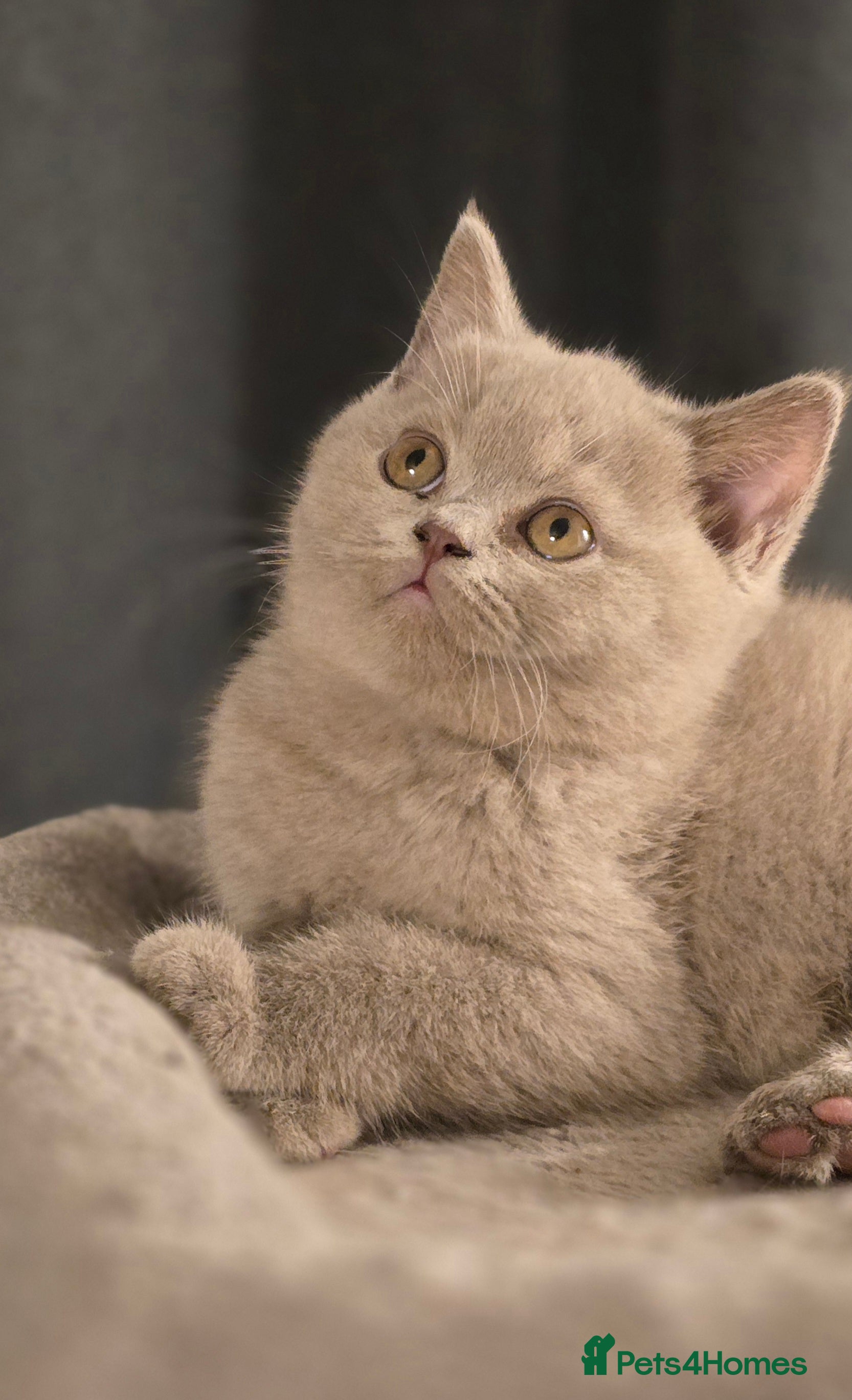 British Shorthair cats Gorgeous Britishshorthair kittens GCCF registered! - Advert 1