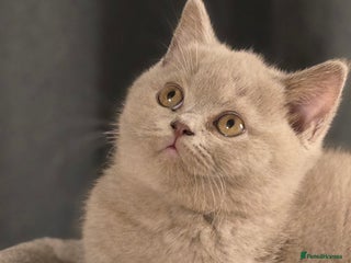 British Shorthair cats Gorgeous Britishshorthair kittens GCCF registered! - Advert 1