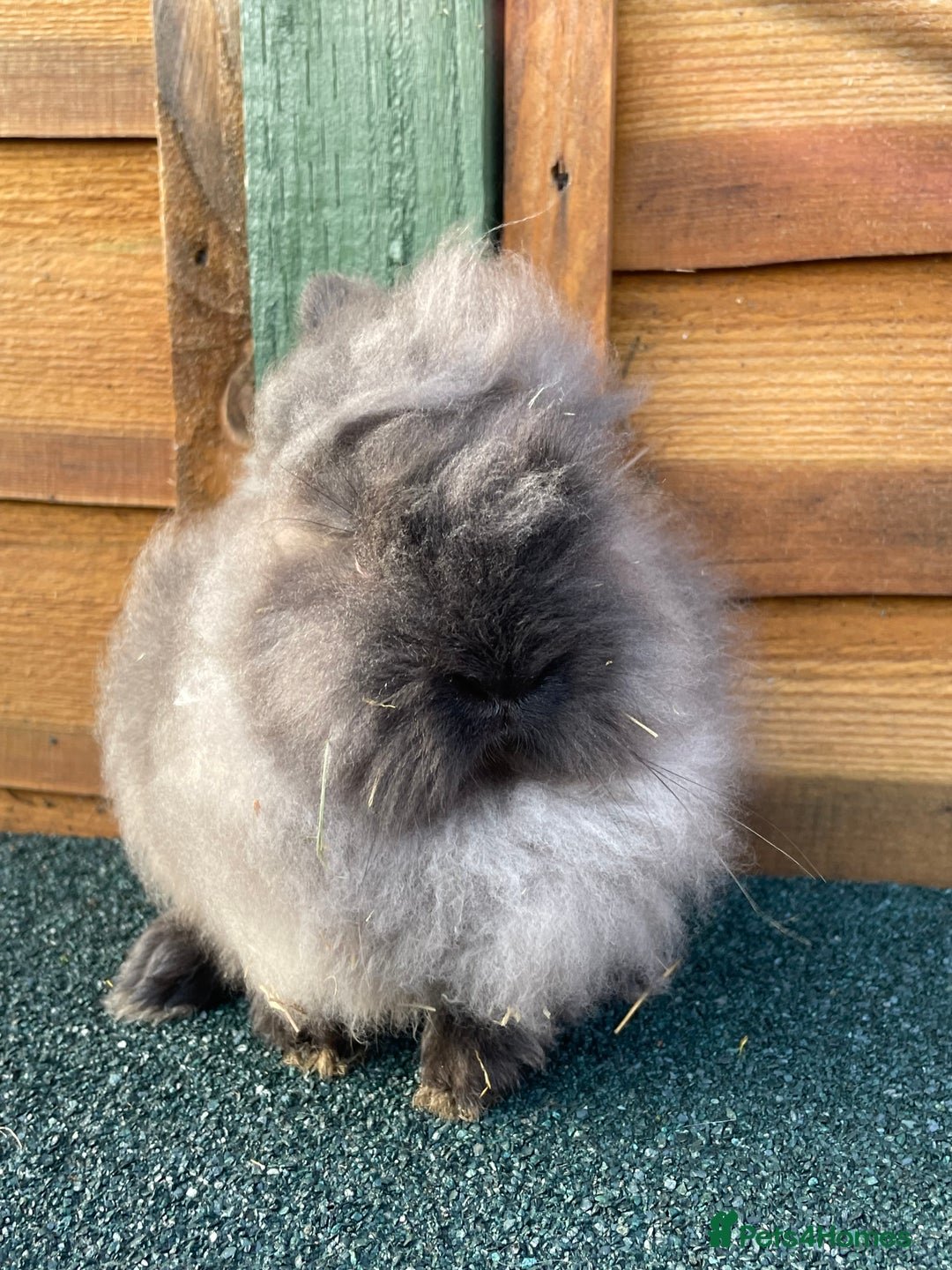Lionhead rabbits for sale: One male  - Advert 7