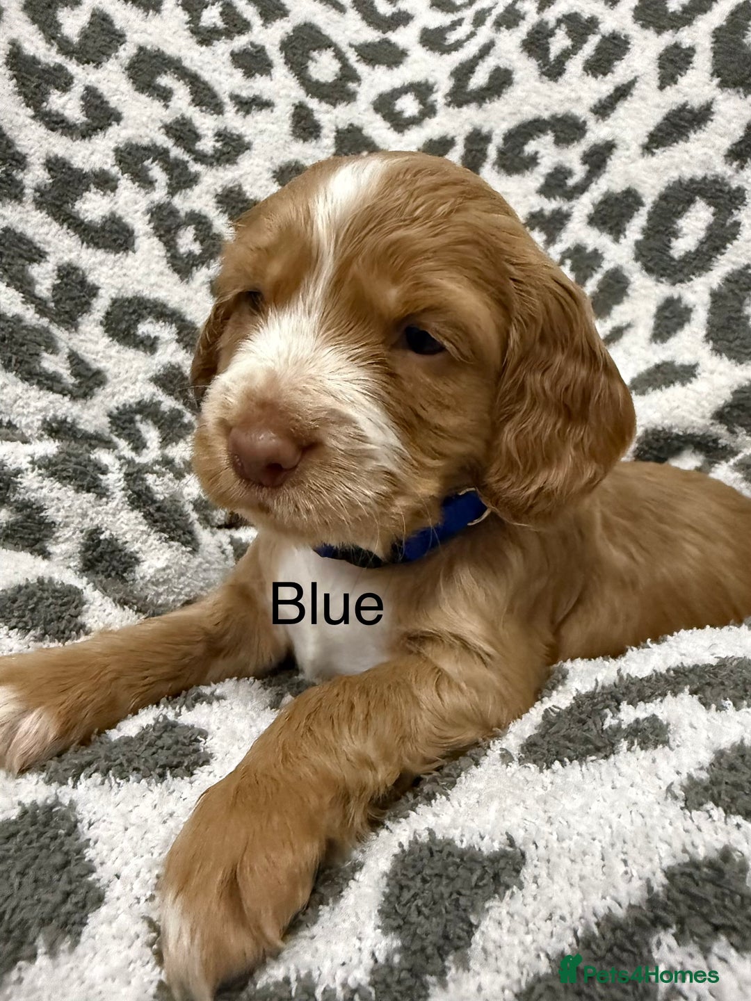 Cocker Spaniel dogs for sale: Beautiful cocker spaniels  - Advert 10