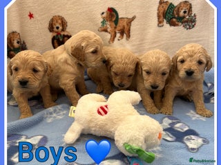 Mini Goldendoodle dogs 🐾STUNNING F1 MINIATURE GOLDEN DOODLES 🐾 - Advert 3