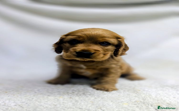 Cocker Spaniel dogs - Advert 16