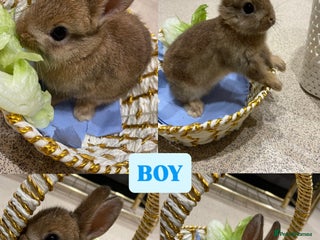 Netherland Dwarf rabbits - Advert 15