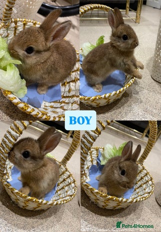 Netherland Dwarf rabbits - Advert 3