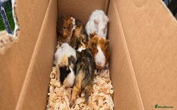 Guinea Pig rodents for sale: Male and female Guinea pigs - Image 11
