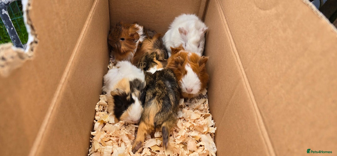 Guinea Pig rodents for sale: Male and female Guinea pigs - Image 11