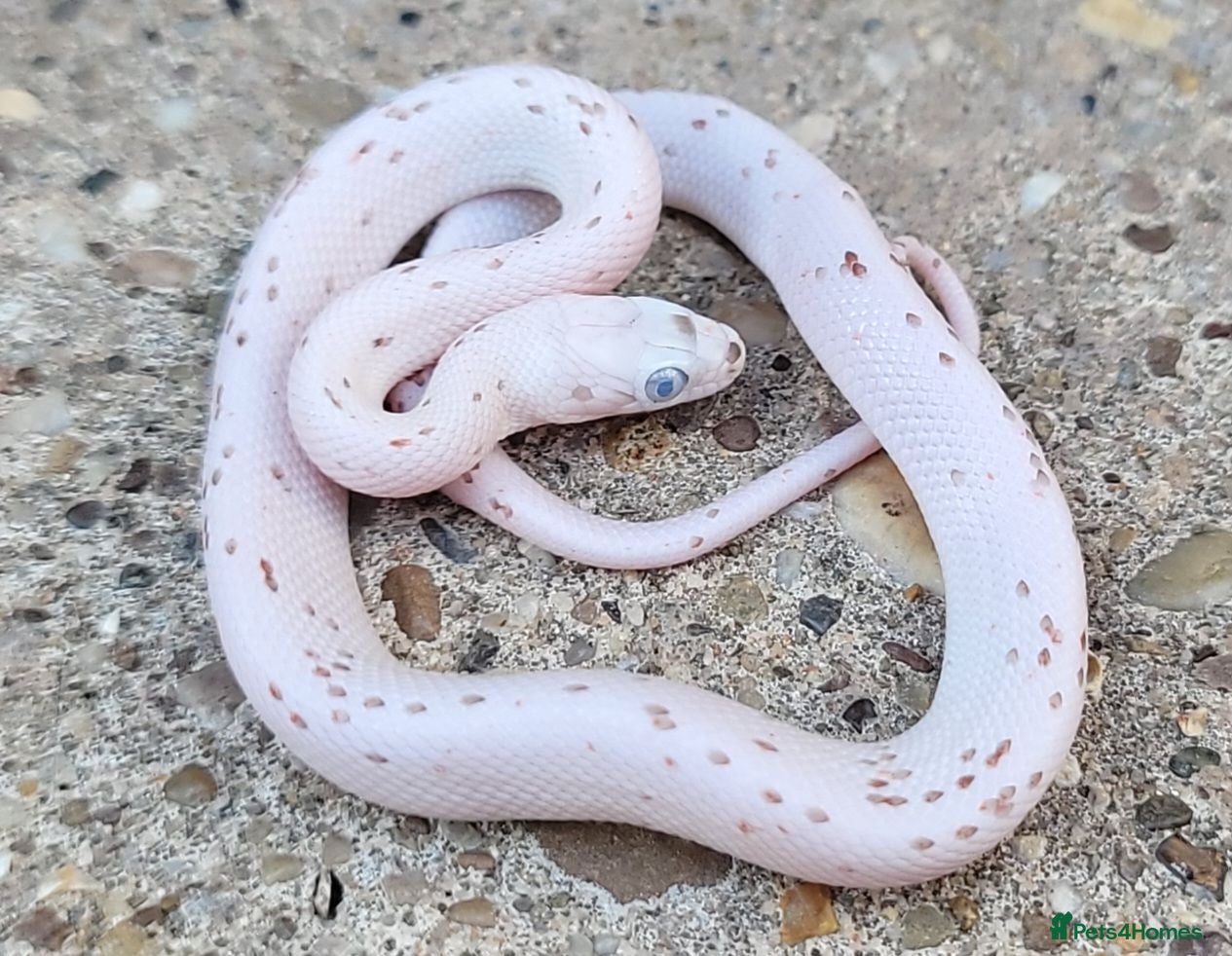 Corn Snake reptiles 2026 Corn Snake Hatchlings  - Advert 1