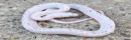Corn Snake reptiles for sale: 2026 Corn Snake Hatchlings  - Advert 1